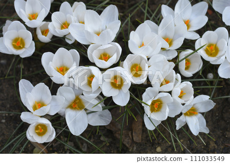 Snow Crocus Ard Schenk Snow Crocus Ard Schenk 111033549