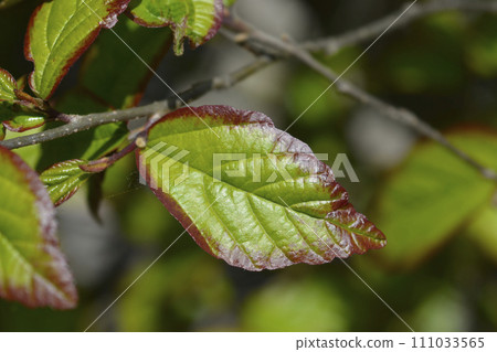 Parottia Persian Spire 111033565