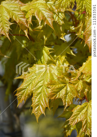 Norway maple 111033591