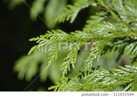 Western Red Cedar 111033594