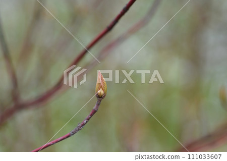 Silver and Gold Red-osier Dogwood Silver and Gold Red-osier Dogwood 111033607