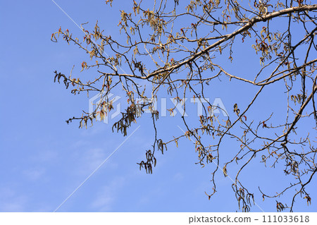 Lombardy poplar Lombardy poplar 111033618