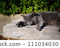 流浪貓小睡 111034030