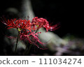 夜晚的群集孤挺花 111034274