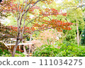 秋葉和綠色 111034275