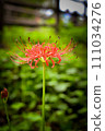 群集孤挺花 111034276