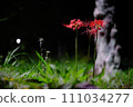 紅蜘蛛百合在晚上 111034277