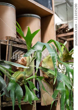 鹿角蕨 蕨類 植物 觀葉植物 platycerium staghorn fern ビカクシダ 111035290