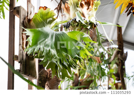 staghorn fern fern plant foliage plant platycerium staghorn fern ビカクシダ 111035293