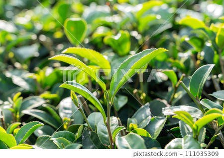 Tea leaf plantation garden leisure field tea field 111035309