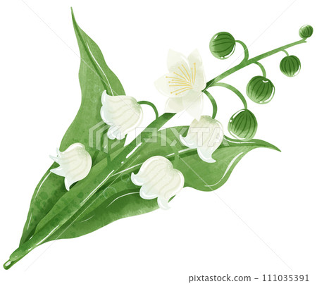 A composition of lilies of the valley Hand Drawn Watercolor illustration of spring flowers botanical drawing postcards, invitations to weddings, birthdays, spring and summer 111035391