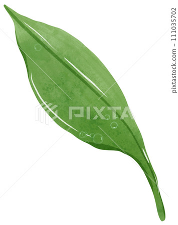green leave with drop of water Hand Drawn Watercolor illustration of spring flowers botanical drawing postcards, invitations to weddings, birthdays, spring and summer 111035702