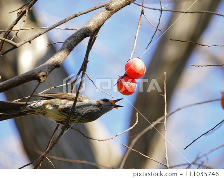 有柿子的布朗噴泉 111035746