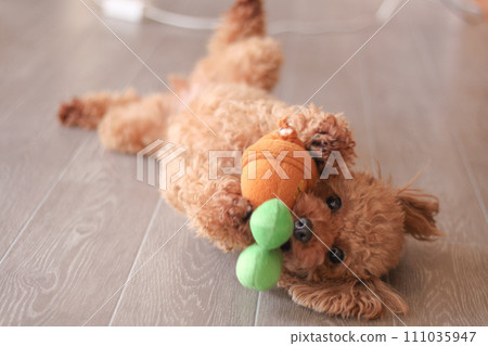 玩玩具的玩具貴賓犬 玩玩具的玩具貴賓犬 111035947