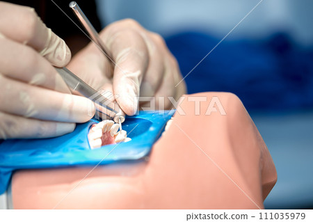 Close-up of dentist hands who is learning to treat teeth on human head mannequin. Hands of medical student in white sterile gloves holding a dental drill. Stomatology and orthodontics concept. 111035979