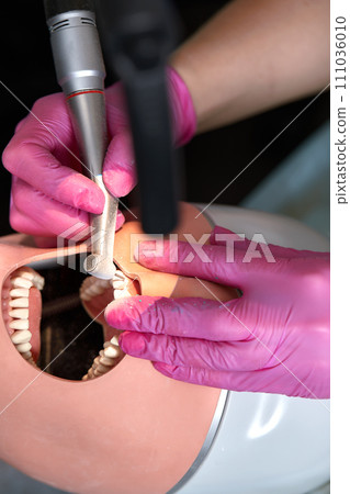 Close-up of dentist hands who is learning to treat teeth on human head mannequin. Hands of female medical student in pink sterile gloves holding a dental drill. Stomatology and orthodontics concept. 111036010