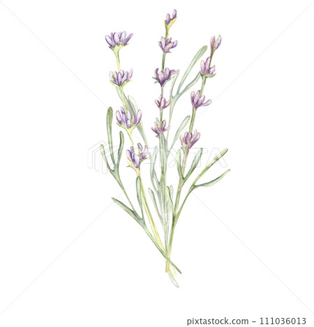 flowers Lavender bouquet flowers Lavender bouquet 111036013
