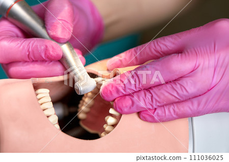 Close-up of dentist hands who is learning to treat teeth on human head mannequin. Hands of female medical student in pink sterile gloves holding a dental drill. Stomatology and orthodontics concept. Close-up of dentist hands who is learning to treat teeth on human head mannequin. Hands of female medical student in pink sterile gloves holding a dental drill. Stomatology and orthodontics concept. 111036025