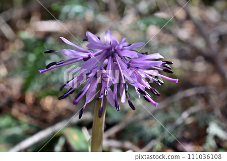 Shojo Bakama預示著春天的到來 111036108