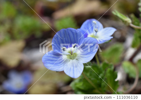 東方百合的藍色花朵在春天的田野裡盛開。 東方百合的藍色花朵在春天的田野裡盛開。 111036110
