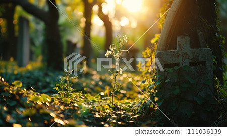 cemetery or graveyard with grave tombstone cemetery or graveyard with grave tombstone 111036139