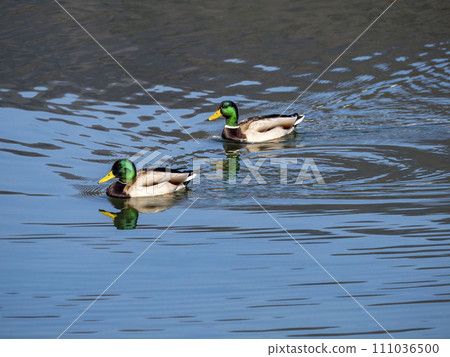 漂浮在水面上的兩隻雄性野鴨 111036500