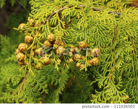 Cypress cones 111036503