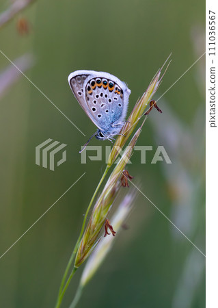 Close up of a beautiful butterfly (Common Blue,Polyommatus icarus). Close up of a beautiful butterfly (Common Blue,Polyommatus icarus). 111036567