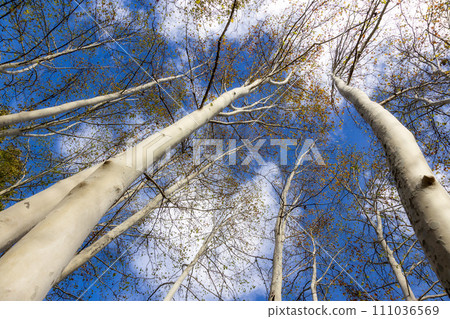 Nice old sycamore trees from below in a sunny day Nice old sycamore trees from below in a sunny day 111036569