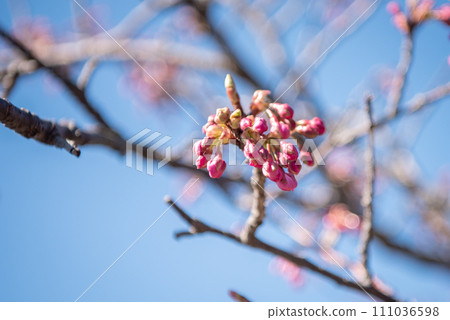 Kawazu cherry blossoms in the blue sky 111036598