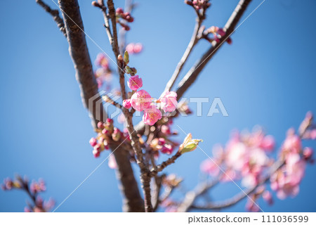 Plum blossoms in the blue sky 111036599