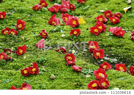 墮落的山茶花 111036618