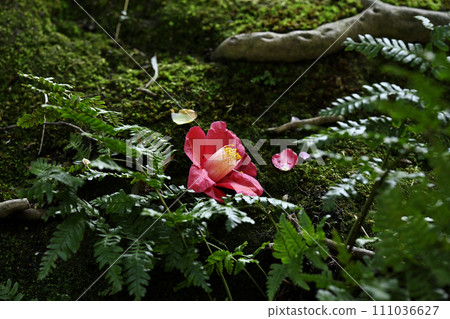 墮落的山茶花 111036627