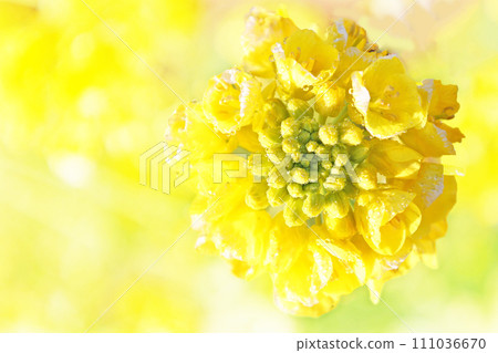 強姦開花 111036670