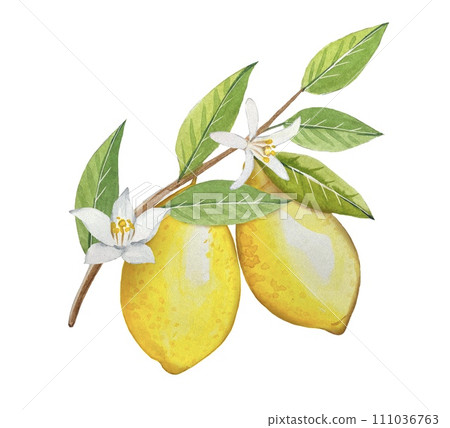 Watercolor twig with ripe lemons and flowers, hand drawn illustration 111036763