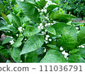 Mandarin buds before flowering 111036791