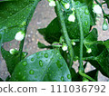 Tangerine buds, stink bugs and raindrops 111036792