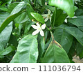 Mandarin orange flower blooming 111036794