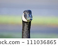 canada wild goose 111036865