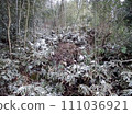 Kumadasa and snow 111036921