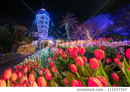 江之島海燭燈飾與盛開的冬季鬱金香 111037397