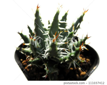 Elina Care 111037412