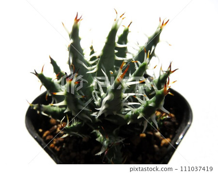 Elina Care Elina Care 111037419