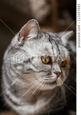 British shorthair silver tabby cat British shorthair silver tabby cat 111037685