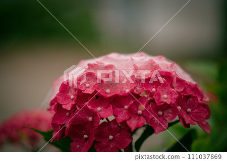 繡球花在雨中濕 繡球花在雨中濕 111037869