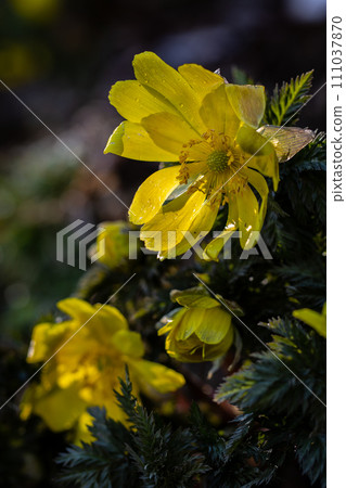 福壽莊在初春的光輝中熠熠生輝 111037870