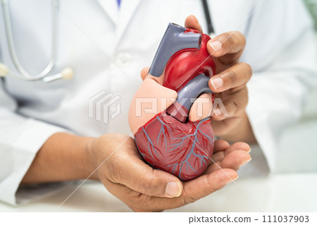 Cardiovascular disease CVD, Asian doctor holding human anatomy model for learn and treat heart disease. 111037903