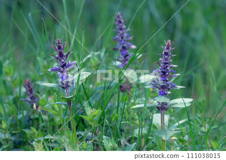 Purple blooming nature background. Medicinal healthy herb. Wild Agastache in summer green meadow. Green leaves in forest. 111038015