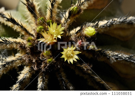 Cactus flower Cactus flower 111038031