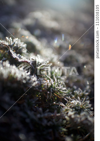 On a frosty morning, sparkles in the freezing cold (ball of light 3) 111038105